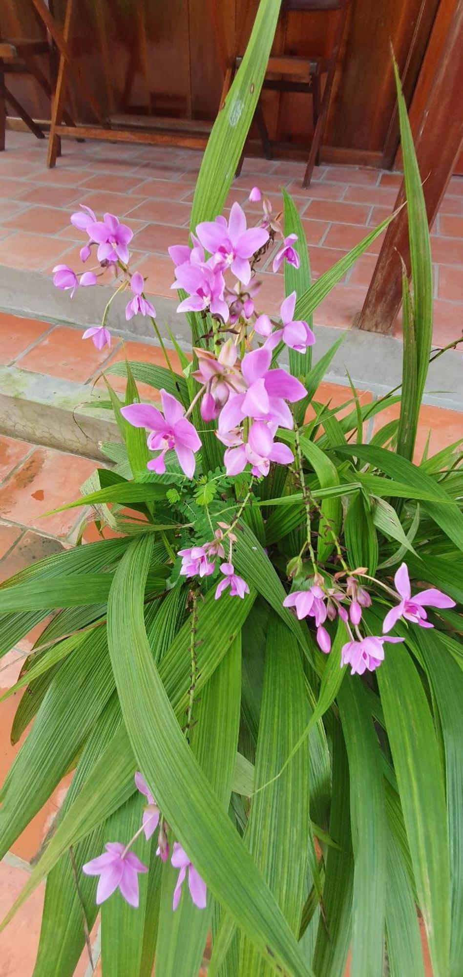 Ba Linh Homestay Vĩnh Long Extérieur photo